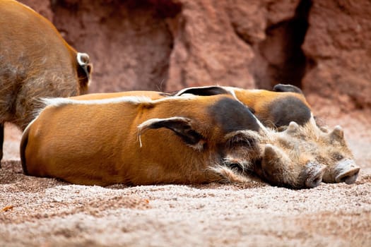 Several specimen of red river hog, Potamochoerus porcus pictus