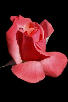 single Red rose isolated on black