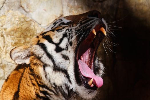 Fantastic specimen  of Bengal tiger posing placidly
