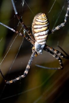 A spider,  Argiope bruennichi,  of considerable size and threatening aspect