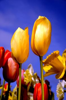 Yellow and red Tulips and daffdils glowing in the afternoon sun against a bright blue sky