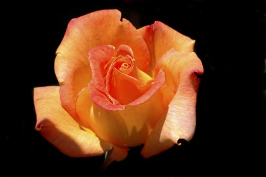 single Peach colored rose isolated on black