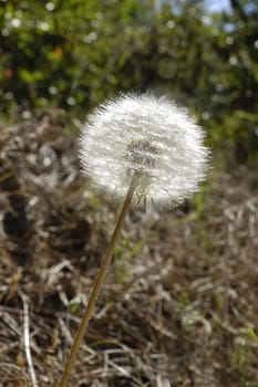 Dandelion seeds in a stem in the sunlight