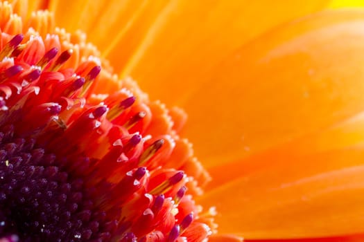 Macro orange daisy