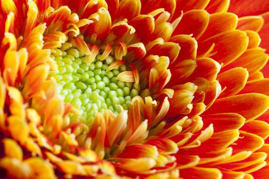 Close up of orange flower petals and green stigma.