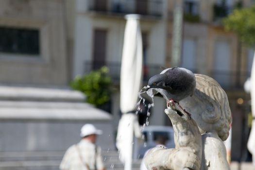 Thirsty pigeon drinking from a fountain.