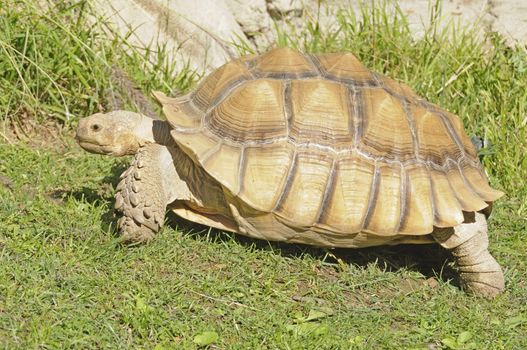 African spiney tortoise