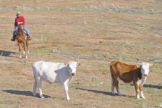 Woman riding Saddlebred horse rounding up cattle