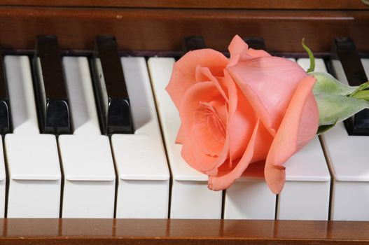 peach/pink colored Rose sitting on keys of piano