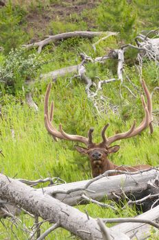 Closeup of a bull Elk (Wapiti, or Cervus Canadensis - Roosevelti) looking over fallen wood pile at the viewer.