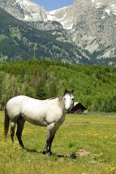 White mare in paddock at base of the Teton mountains in Wyoming