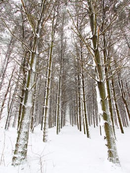 Snow covers a pine forest at Rock Cut State Park of northern Illinois.