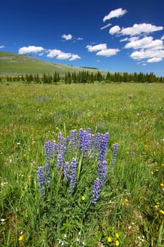 Flowers and bright green vegetation stretch over an open area of the Bighorn National Forest in Wyoming.