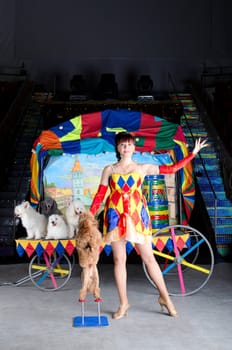 Smiling Colombina clown is showing the trick 'standing dog'. Retro carriage with the group of dogs at the background