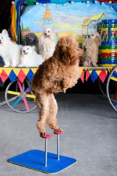 Small red poodle is standing on his back paws. Retro carriage and group of dogs at the background