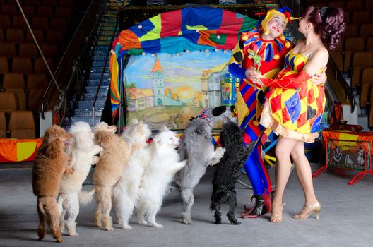 Smiling harlequin clown is giving a red rose flower to his girlfriend Colombina. Group of small dogs is standing in a chain. Retro carriage with the paintin of the old town at the background