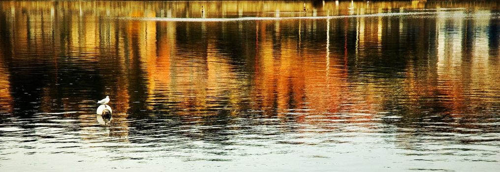 Seagull resting on autumnal water with colored reflections