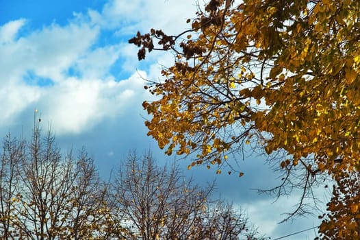 Fall trees with against cloudy sky