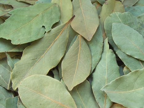 Close up of the bay leaves. Background.