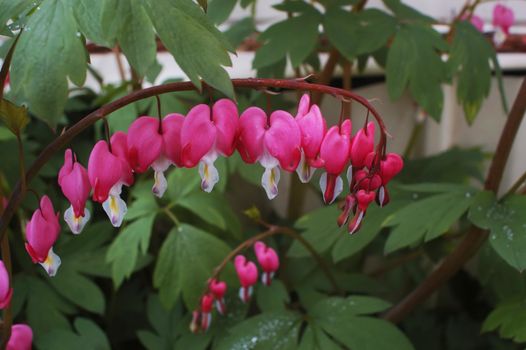 A branch of bleeding hearts hang delicately from the parent plant after a soft spring rain.