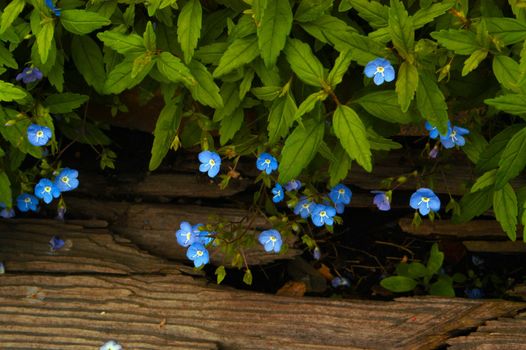 Delicate tiny blue wildflowers with yellow centers hang gently over a piece of wood, creating a natural frame.