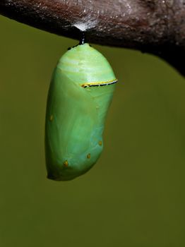 The beautiful jade green monarch butterfly chrysalis hanging from a tree branch.