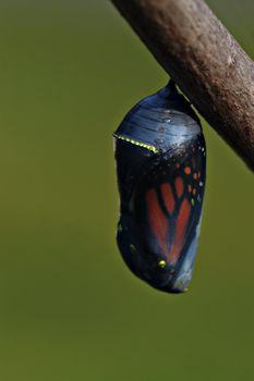 The beautiful monarch butterfly chrysalis hangs from a tree branch. This one is close to hatching and the butterfly can be seen in it's cacoon.