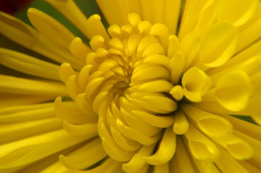 A very close macro of the center of a Chrysanthemum! The petals are beautiful as they curl in their slow paced opening.