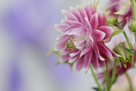 Pink & white delicate beautiful Columbine flower. Shallow depth of field with purple blur background.