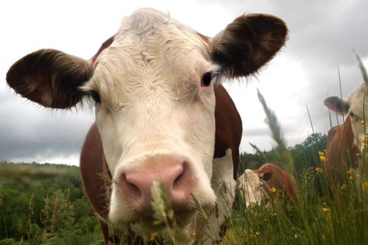 My all time favorite humorous cow photo. I love the perspective here...almost fish eyed as this herford comes in for a very close look at the viewer. 