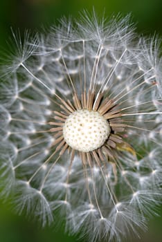 Male pattern baldness displayed as only a dandelion gone to seed can display it. This macro shows it all, balding head, seeds, and the beautiful tufts of wispy, feathery petals that will carry them away with the wind.