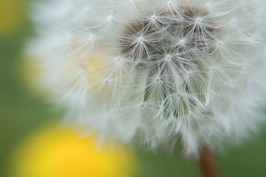 Old vs new in this shot of a spent dandelion, it's soft white seeds ready to blow away. Bright yellow dandelions are a blur in the background.