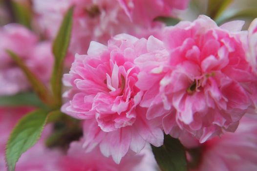 The delicate & fragile tiny blooms of a pink flowering almond-macro. 