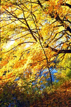 Beautiful fall foliage with blue water in background
