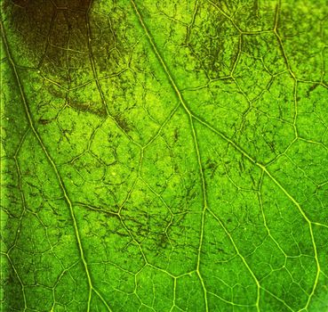 Very detailed macro of leaf