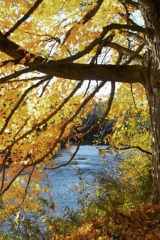 Beautiful autumn leaves with river in background