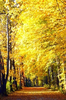 Beautiful golden leaves and trees lined pathway