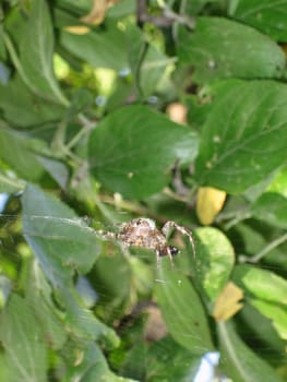 Cross spider on his web