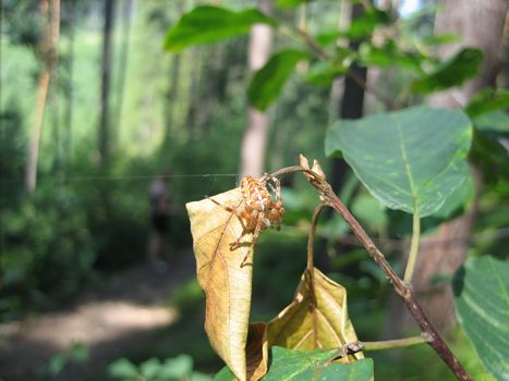 Orange spider on his web