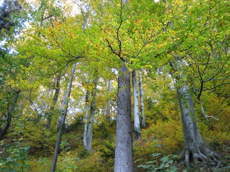 Autumn park in Glucholazy, Poland