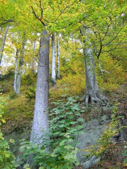 Autumn park in Glucholazy, Poland