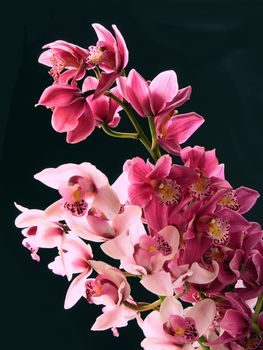 orchids on black background