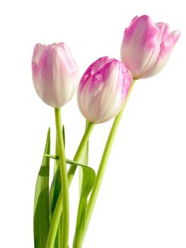 posy of pink tulips isolated