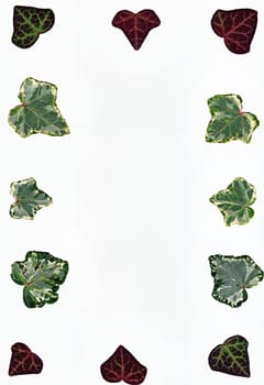 Ivy leaf border