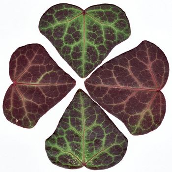 Ivy leafs