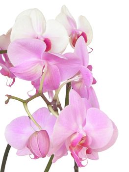 orchid,flower,flowers,bunch,twig,blooming,flora