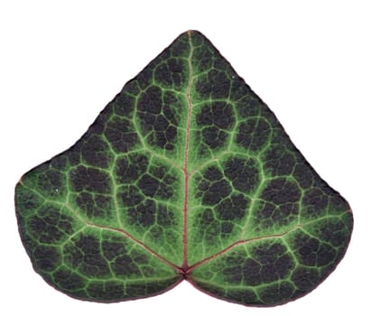 Very detailed ivy leaf