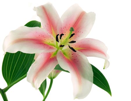 pretty pink and white lily flower