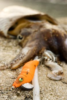 cuttlefish animal marine life fishing with a color lure