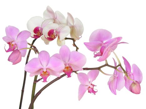 pink orchids